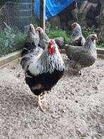 GROTE HAAN: Wyandotte Zilverpatrijs...................., Dieren en Toebehoren, Pluimvee, Mannelijk, Kip