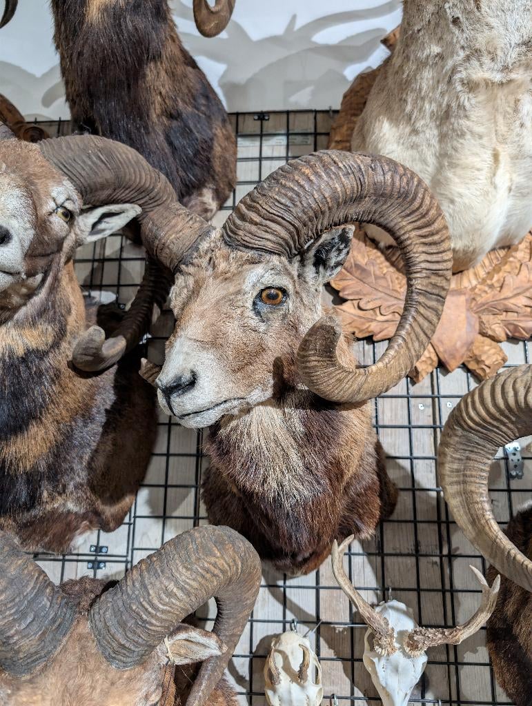 opgezet moeflon winkel borst preparaat hert taxidermie, Verzamelen, Dierenverzamelingen, Ophalen, Wild dier, Opgezet dier