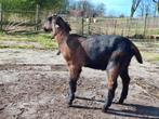 Nubische bok lam, Mannelijk, Geit, 0 tot 2 jaar
