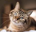 Kattenoppas / dierenoppas, Ophalen of Verzenden