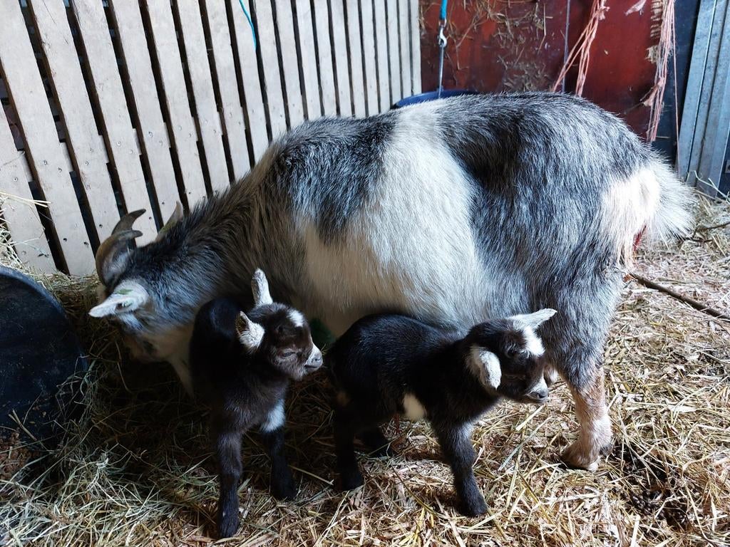 Mooi dwerggeitje met geitje en bokje, Dieren en Toebehoren, Schapen, Geiten en Varkens, Mannelijk, Geit