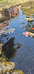 Mooie koi.s koi  vissen 12/14 stuks