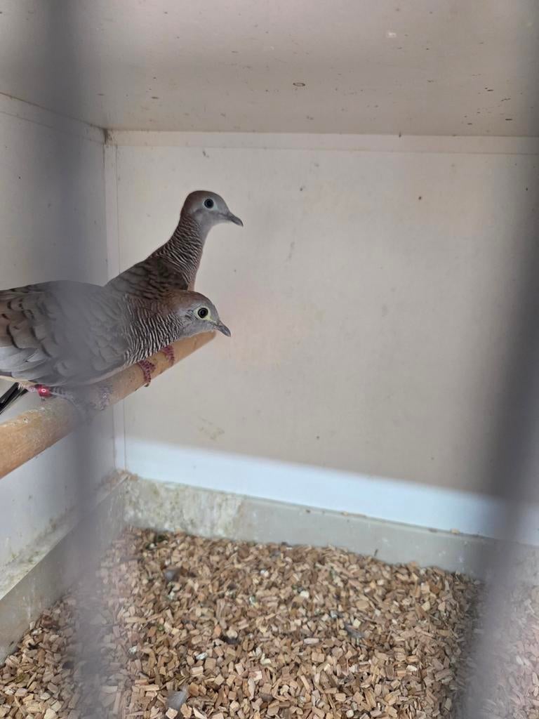 Zebra duifjes, Dieren en Toebehoren, Vogels | Duiven, Meerdere dieren, Overige soorten