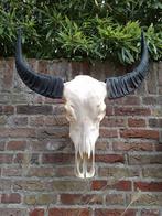 Schedel waterbuffel skull buffel opgezette taxidermy western, Verzamelen, Ophalen, Wild dier, Schedel