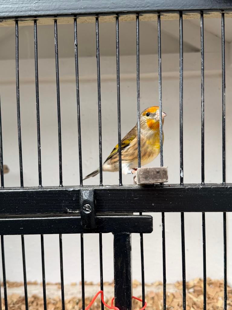 Zeer mooie putter bastaard, Mannelijk, Wildzangvogel