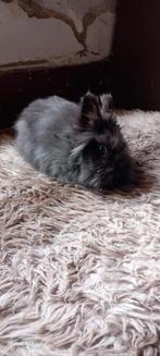 Teddy dwerg konijn  Voedster, Vrouwelijk, Dwerg, 0 tot 2 jaar