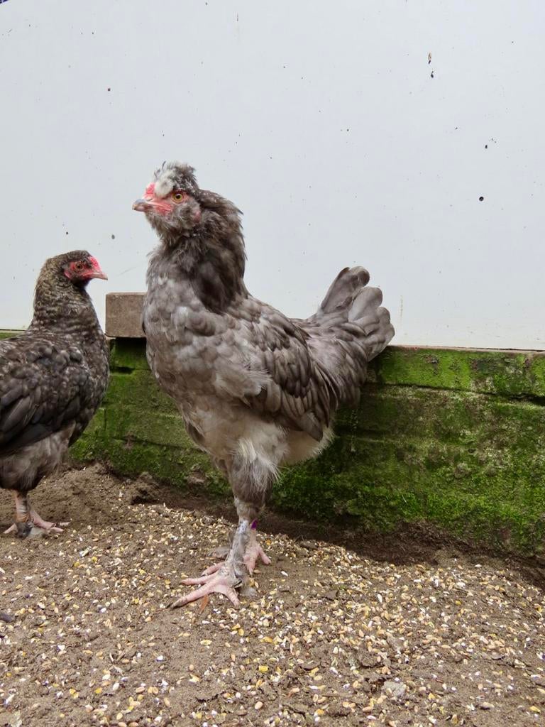 Bucky, tam hanen kuiken, Mannelijk, Kip