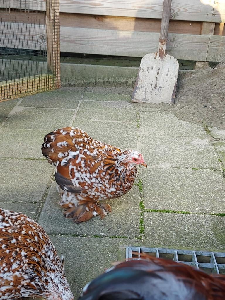 Cochin kriel broedeieren meerdere kleuren zie omschrijving., Dieren en Toebehoren, Pluimvee, Geslacht onbekend, Kip