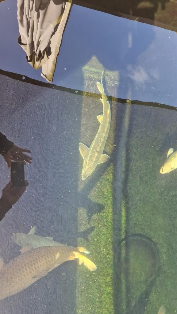 steur tekoop, Dieren en Toebehoren, Steur