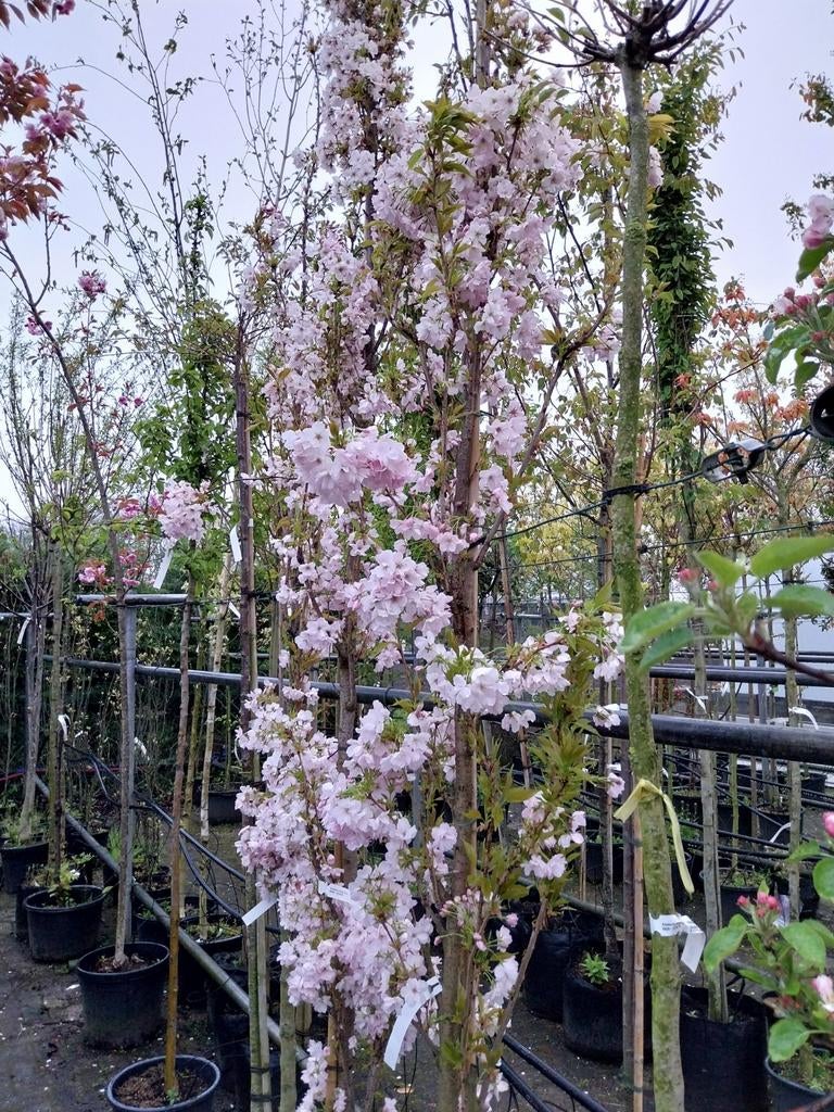 Prunus Amanogawa - Japanse Sierkers, Ophalen, Overige soorten, Volle zon