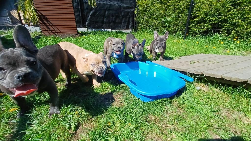 Franse bulldog pups *blue merle isabel blue tan*, Particulier, 15 weken tot 1 jaar, Buitenland, Parvo