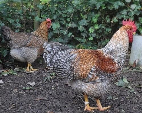 broedeieren, Dieren en Toebehoren, Pluimvee, Geslacht onbekend, Kip