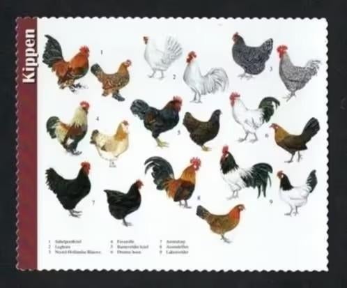 Kippen Sabelpootkriel Leghorn Faverolle Drentse Hoen., Ophalen of Verzenden, 1980 tot heden, Ongelopen, Vogel