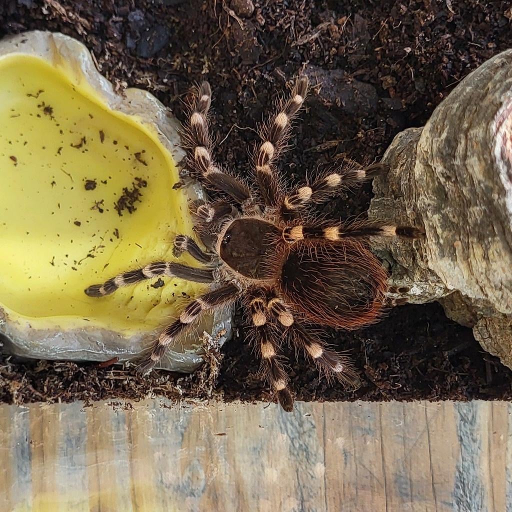 Acanthoscurria geniculata - Witknie vogelspin, Spin of Schorpioen