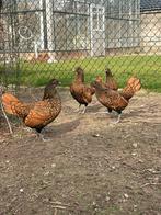 Broedeieren Sebright goud zwart gezoomd, Geslacht onbekend, Kip