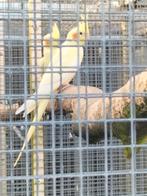 Te koop valkparkieten, Dieren en Toebehoren, Vogels | Parkieten en Papegaaien, Meerdere dieren, Parkiet