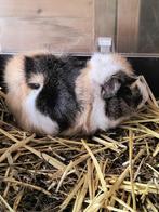 Te koop prachtige borstel cavia, Februari, Mannelijk, Cavia