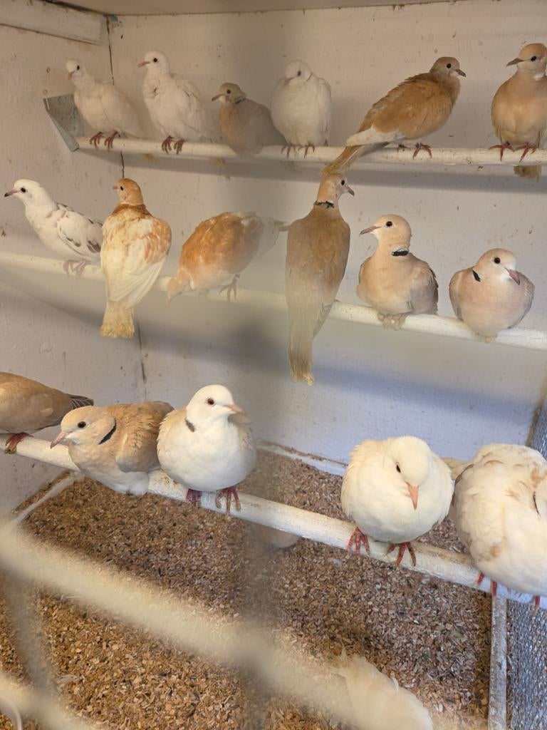 Lachduiven, Meerdere dieren, Overige soorten