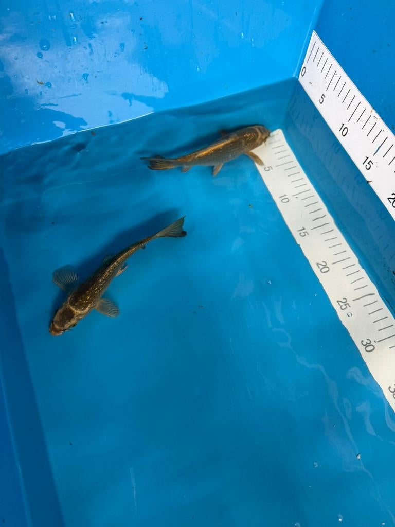 Ginrin koi, Dieren en Toebehoren, Vissen | Vijvervissen, Karper of Koi