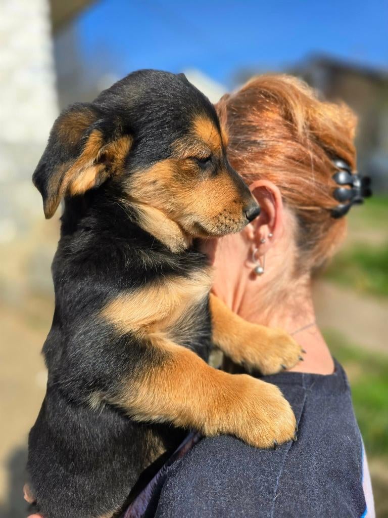  Mo – klein pupje, groot in knuffels , Particulier, 15 weken tot 1 jaar, Reu, Buitenland