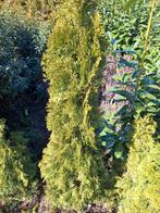 Coniferen, Ophalen of Verzenden, Conifeer, 100 tot 250 cm