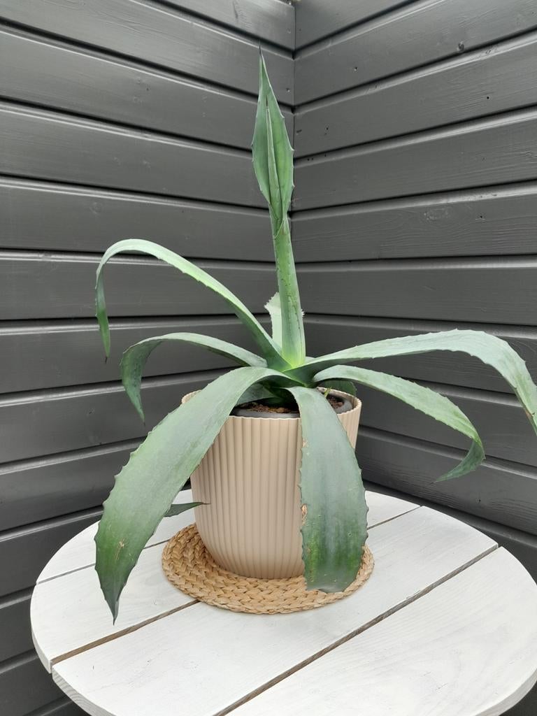 Agave plant, Tuin en Terras, Ophalen, Bloeit niet, Overige soorten, Volle zon