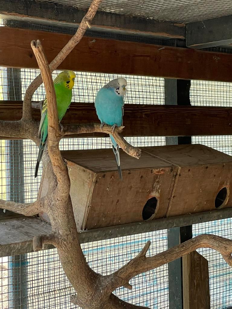 Parkieten, Dieren en Toebehoren, Vogels | Parkieten en Papegaaien, Meerdere dieren, Parkiet