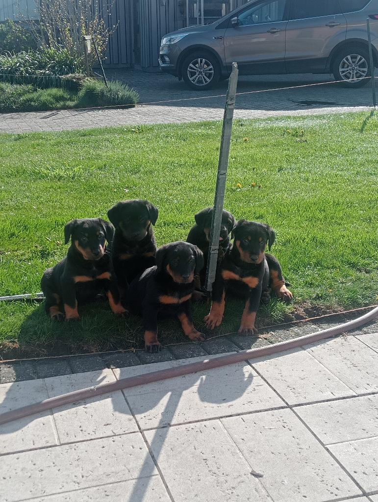 Beaucheron pups, Dieren en Toebehoren, België, Particulier, 8 tot 15 weken, Meerdere dieren