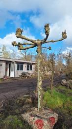 Volwassen Dakplatanen, Ophalen, Lente, Volle zon, Overige soorten