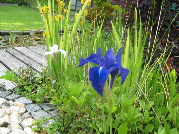 Vijverplanten oeverplanten, zantedeschia’s en irissen tekoop, Tuin en Terras, Vijvers, Nieuw, Ophalen