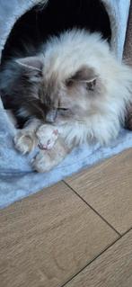 Lieve ragdoll kittens zoeken een huisje, Dieren en Toebehoren, Katten en Kittens | Raskatten | Langhaar, Meerdere dieren, Gechipt