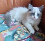 Kruising ragdoll maine coon katertje zoekt lief thuis, Kater, Gechipt