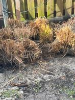 Vaste planten siergras - 14 stuks, Ophalen, Volle zon, Vaste plant, Siergrassen