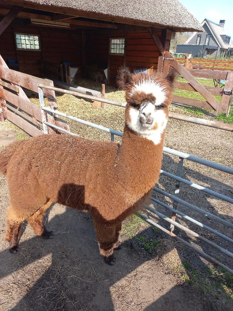 Alpaca dekhengst, Dieren en Toebehoren, Ophalen, Vee