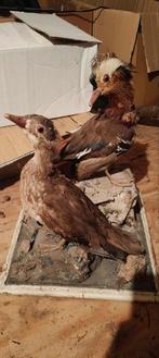 Koppel opgezette mandarijn eenden antiek, Ophalen, Zo goed als nieuw, Vogel, Opgezet dier