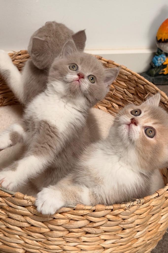 Lilac Britse korthaar kittens, Kater, Ontwormd, 0 tot 2 jaar