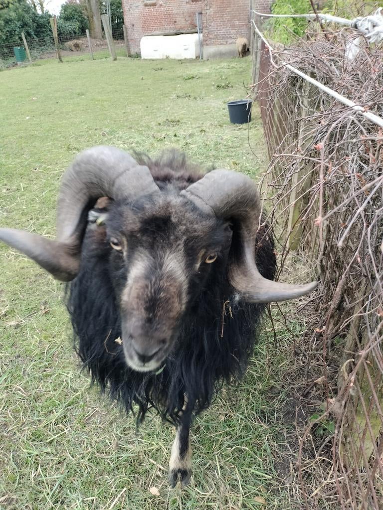 Ouessant Ram, Mannelijk, Schaap