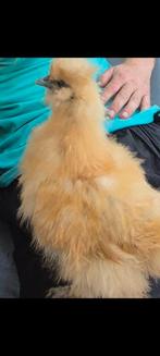 Zijdehoen haantjes 2 stuks, Dieren en Toebehoren, Pluimvee, Mannelijk, Kip