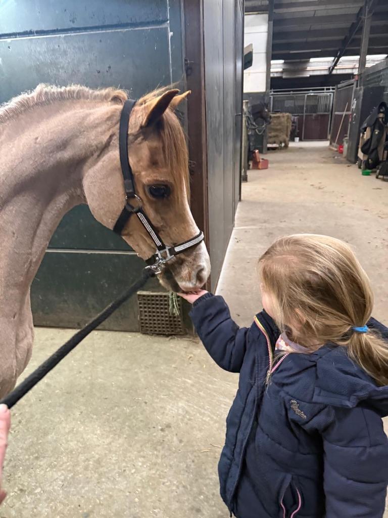 Lieve mooie Welsh pony Adje, Dieren en Toebehoren, Pony's, Ruin, B pony (1.17m tot 1.27m)