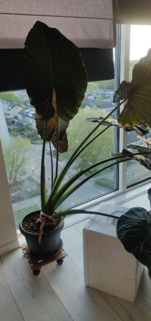 Prachtige Grote Alocasia Wentii (Olifantsoor) – XL Formaat, Ophalen, In pot, Halfschaduw, Minder dan 100 cm