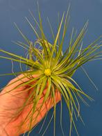 Tillandsia Sticta, Huis en Inrichting, Kamerplanten, Ophalen of Verzenden, Halfschaduw, Minder dan 100 cm