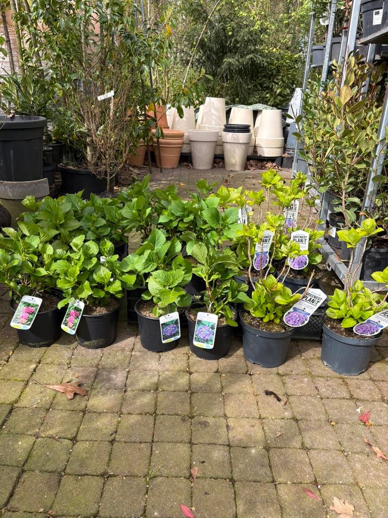 Hortensia divers in kleuren hydrangea macrophylla, Vaste plant, Halfschaduw, Zomer, Ophalen
