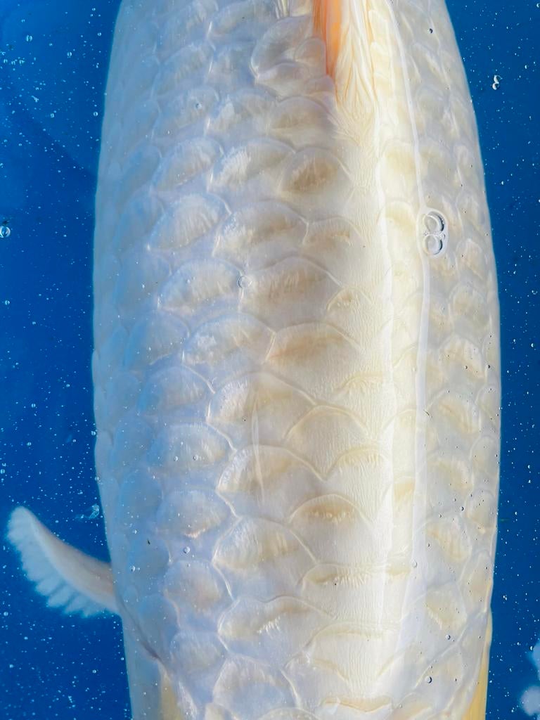 Koi - lichte yamabuki - 55+cm, Dieren en Toebehoren, Vissen | Aquariumvissen, Vis