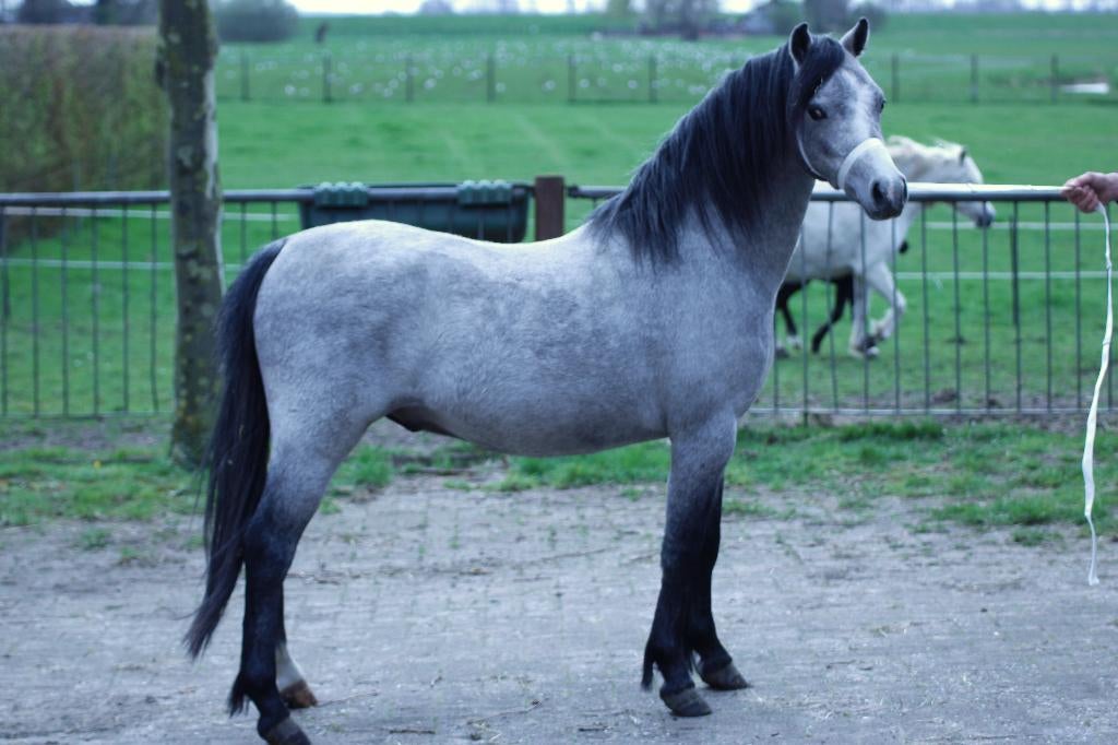 Prachtige Welsh A hengst en Welsh A ruin, A pony (tot 1.17m), 3 tot 6 jaar, Met stamboom, Onbeleerd