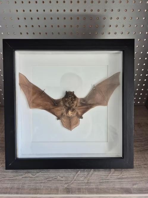 Opgezette Vleermuis in Lijst - Uniek Decoratiestuk, Verzamelen, Dierenverzamelingen, Ophalen of Verzenden, Zo goed als nieuw, Overige soorten