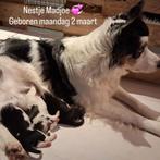 Border Collie pups, Parvo, 8 tot 15 weken, Collie, Meerdere