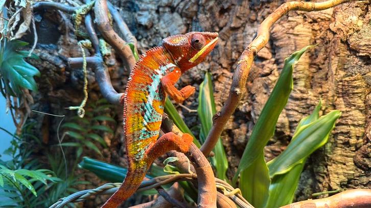Panterkameleon man + terrarium + kweekbak te koop Chameleon - male for sale from Michael