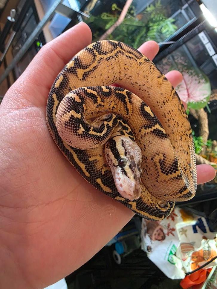 Ballpython- koningspython- python regius Ball Python - female for sale from MiSa