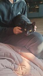 2 lieve poezen pip en nala, Dieren en Toebehoren, Poes, Kortharig, 3 tot 5 jaar