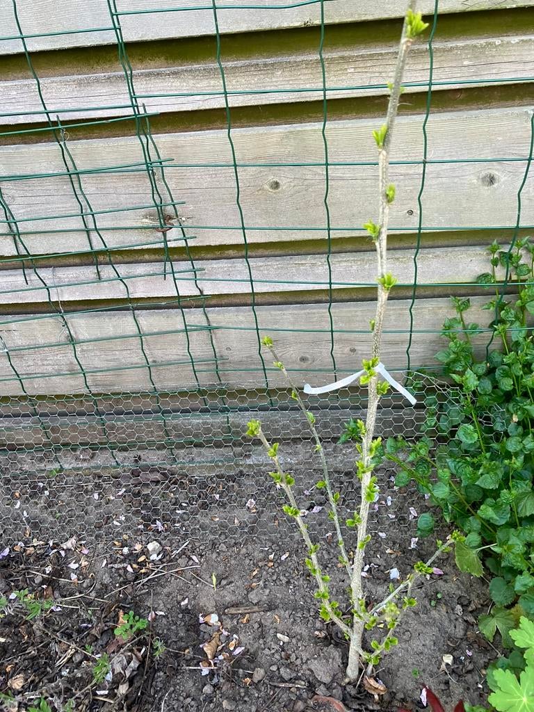 Stek van witte hibiscus, Ophalen, Overige soorten, Volle zon